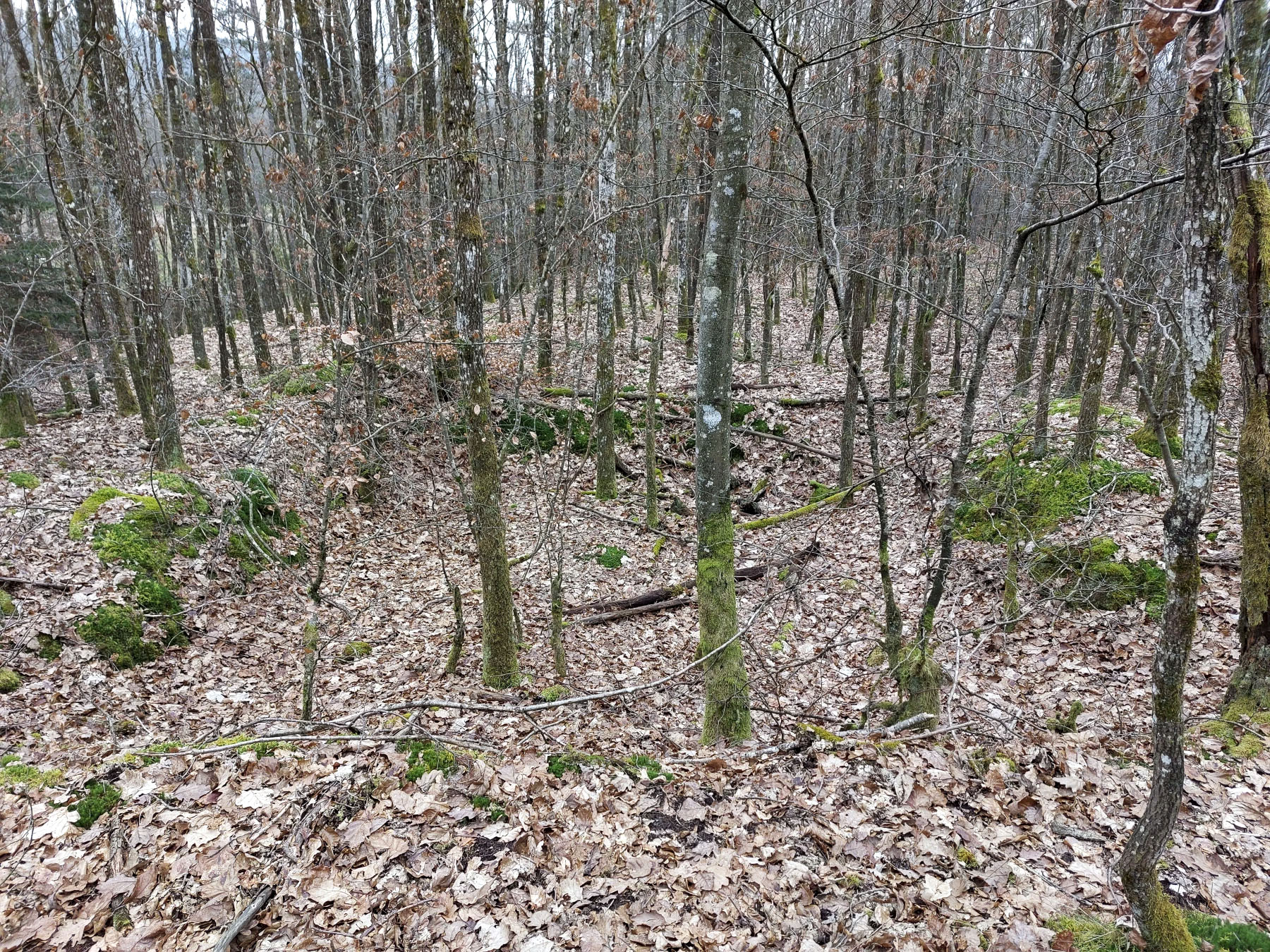 Ligne Maginot - BUCKELHANS - (PC) - Fouille visible en avant de la position - Gregory Fuchs