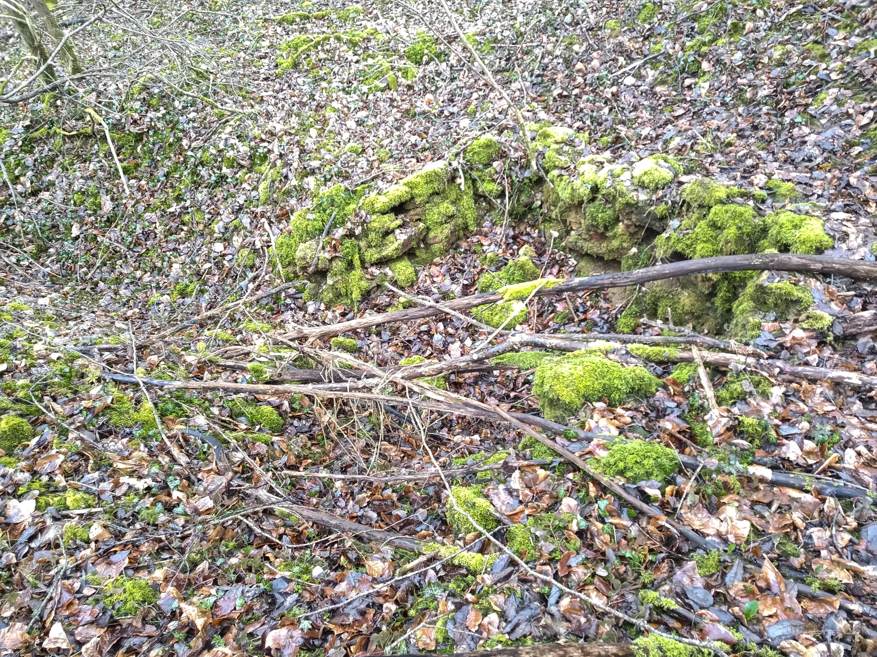 Ligne Maginot - L2 - BOIS DE SIGNY - (Observatoire indéterminé) - Environnement
Cuve ou abri - Marc Fossoul